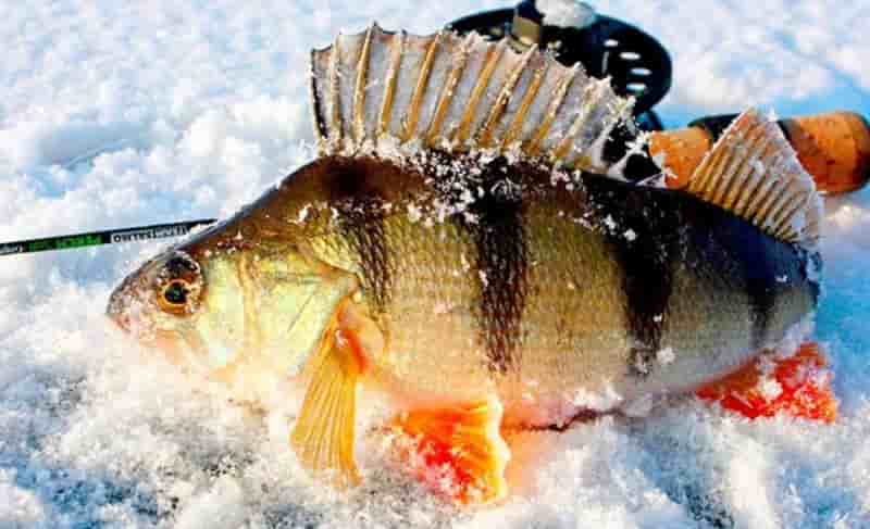 Клюет ли ночью окунь на спиннинг – снасти для ловли и приманка