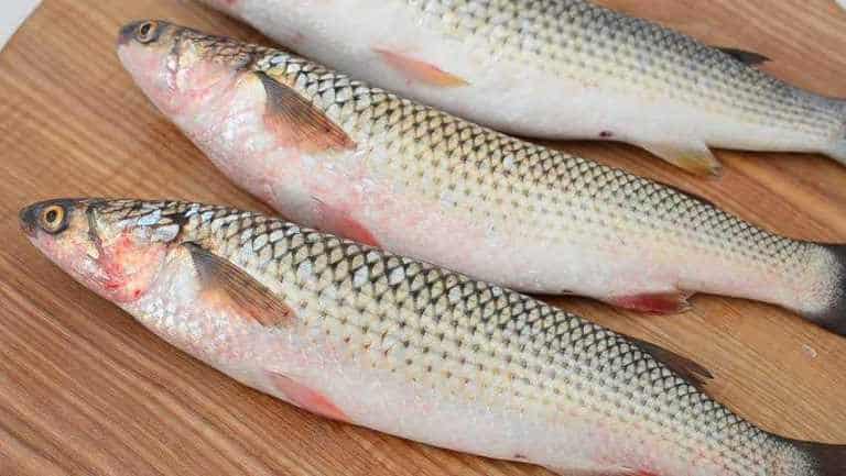 Кефаль что за рыба, как готовить, много ли костей, рецепты