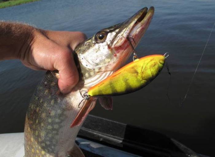 Троллинговая рыбалка для начинающих, техника ловли с лодки