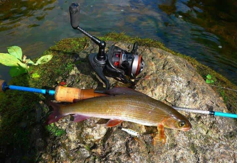 Ловля хариуса на реках - снасти летом и зимой, рыбалка на спиннинг