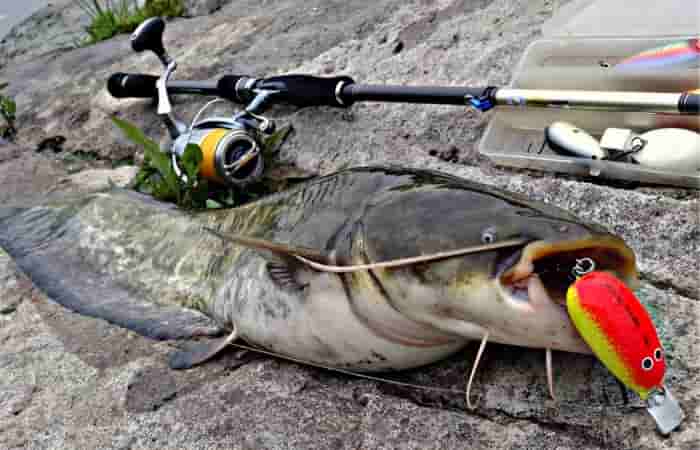 Лучшие снасти на сома. Донная снасть на сома на реке