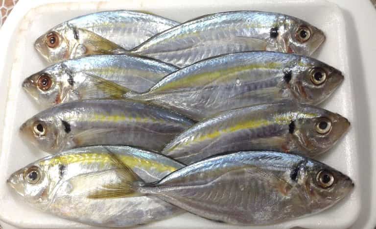 Что за рыба желтый полосатик, где водится, фото, как выглядит