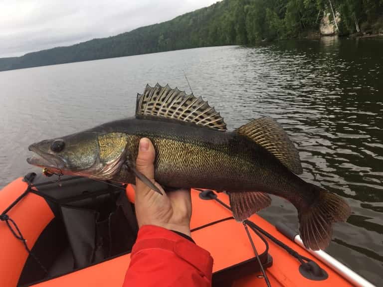 Запрет на ловлю судака по областям, в крае и Рыбинском водохранилище