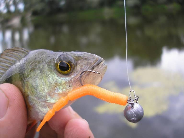На что ловить маленького окуня, приманки и снасти