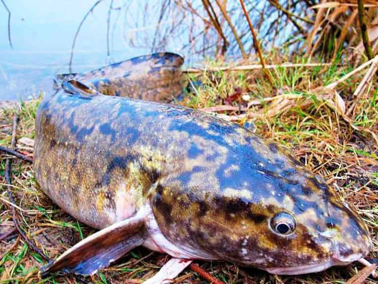 Донка на налима осенью с берега как сделать монтаж