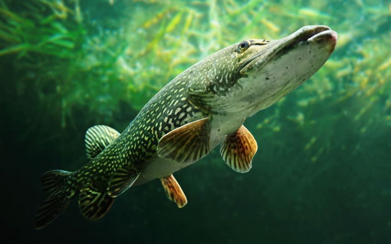 Запрет на ловлю щуки - с какого числа в областях и регионах