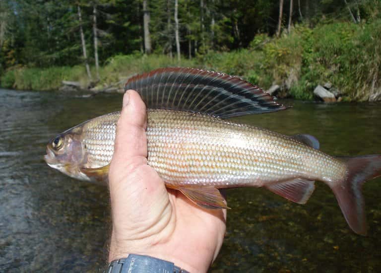 Где водится хариус в России, фото и описание рыбы