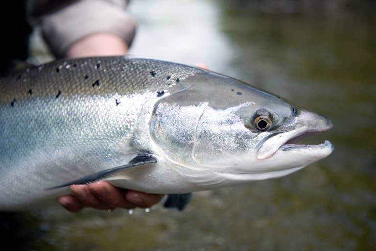 Что за рыба лосось австралийский, дикий, кахавай и мурманский