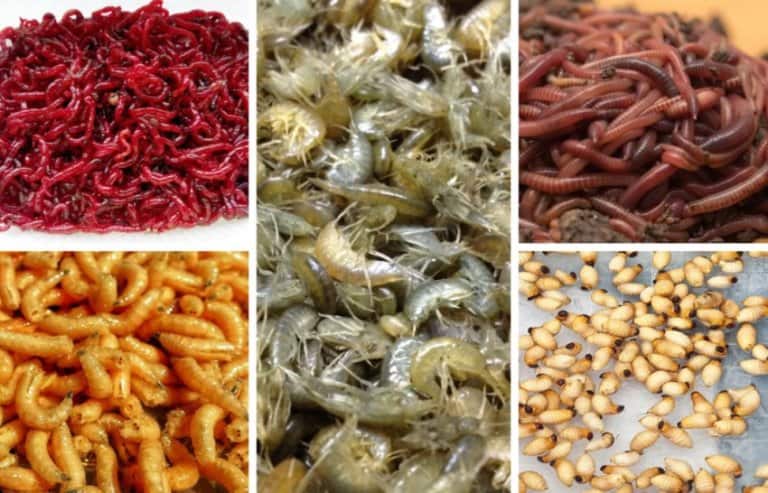 Почему не клюет рыба: окунь, щука, карась, причины плохого клева