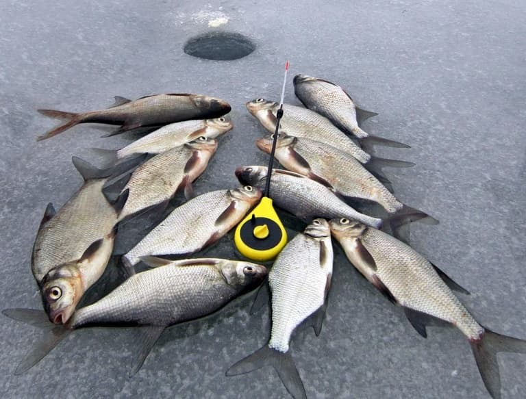 Ловля зимой со льда леща, судака, карася, окуня, рыбалка