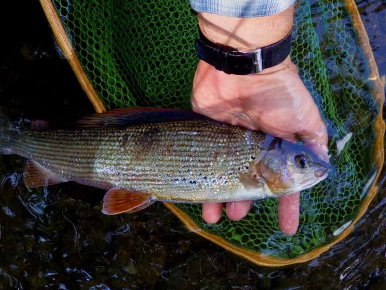 Где водится хариус в России, фото и описание рыбы