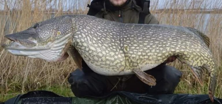 Самая большая пойманная щука в мире и в России – фото и вес