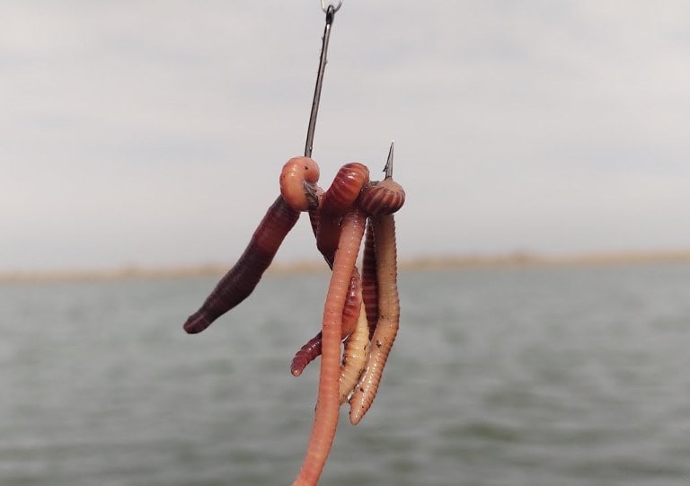 Как правильно насадить червя на крючок – на сома, карпа, удочку