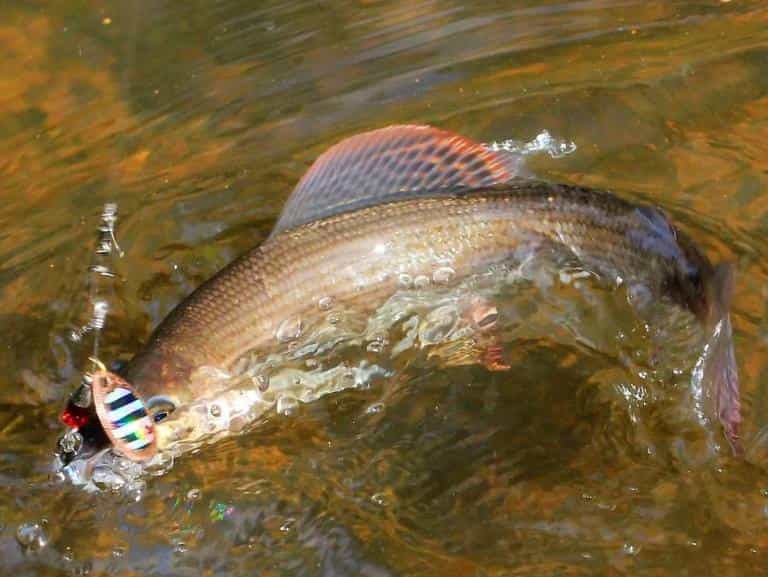 Ловля хариуса на реках - снасти летом и зимой, рыбалка на спиннинг