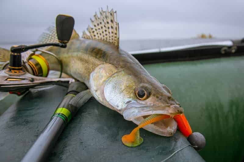 Платная рыбалка в Нижегородской области, Дзержинске, Криуши