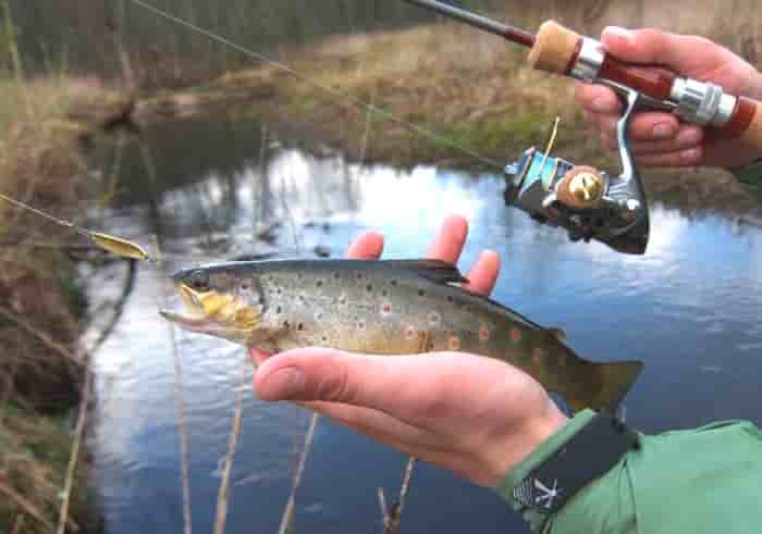 Прогноз клева форели в Подмосковье на платниках на неделю