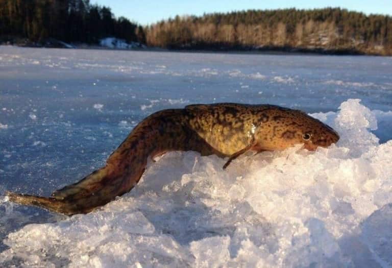 Запрет на ловлю налима на рыбинском водохранилище и области