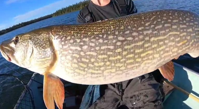 Самая большая пойманная щука в мире и в России – фото и вес