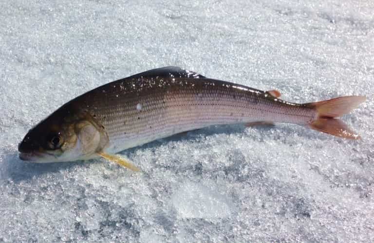 Ловля хариуса на реках - снасти летом и зимой, рыбалка на спиннинг