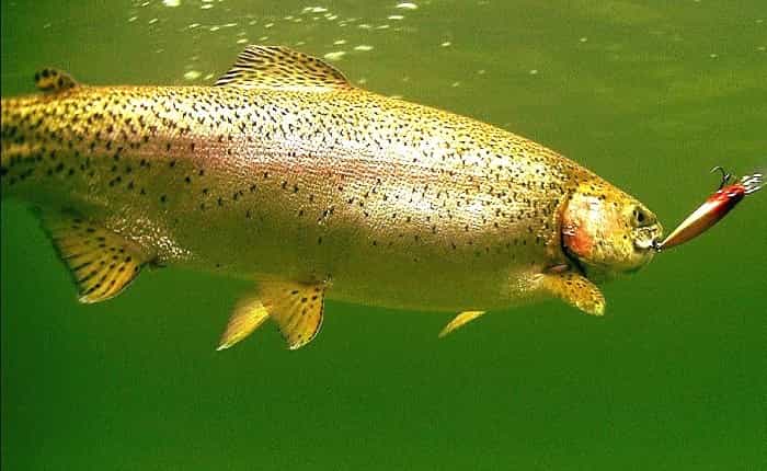 Прогноз клева форели в Подмосковье на платниках на неделю