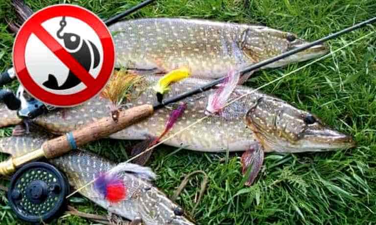 Запрет на ловлю щуки - с какого числа в областях и регионах