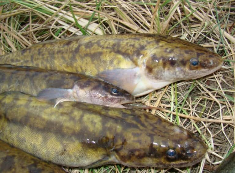 Донка на налима осенью с берега как сделать монтаж