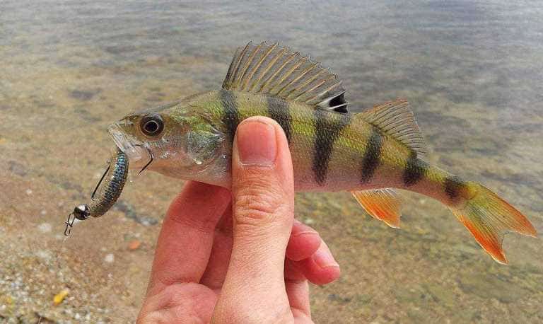 На что ловить маленького окуня, приманки и снасти