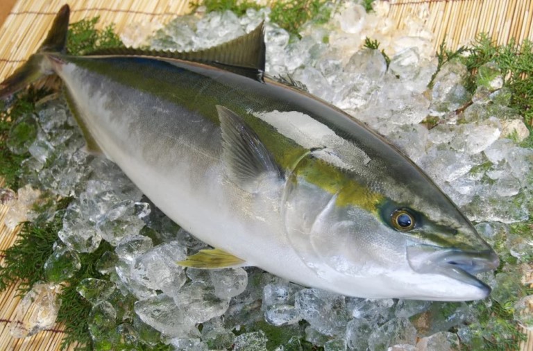 Что за рыба лакедра – как готовить, рецепты, отзывы, фото желтохвоста