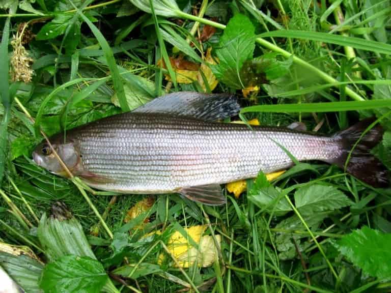 Где водится хариус в России, фото и описание рыбы