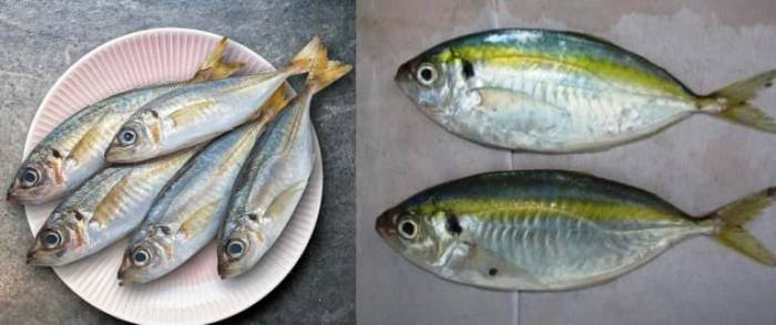 Что за рыба желтый полосатик, где водится, фото, как выглядит