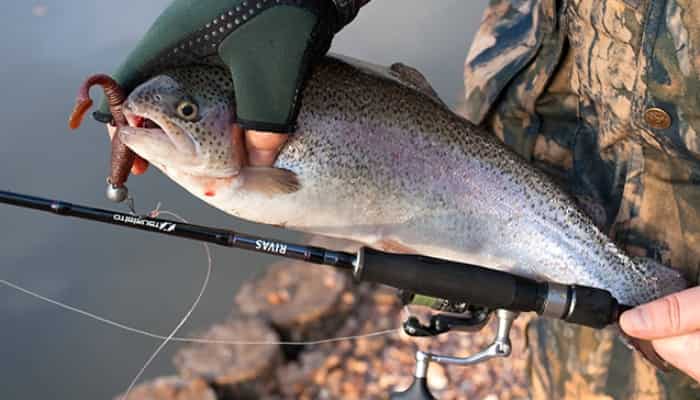 Прогноз клева форели в Подмосковье на платниках на неделю