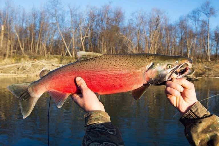 Что за рыба лосось австралийский, дикий, кахавай и мурманский
