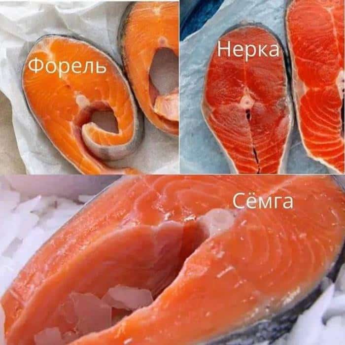 Что за рыба нерка – фото, отзывы, польза и вред, рецепты