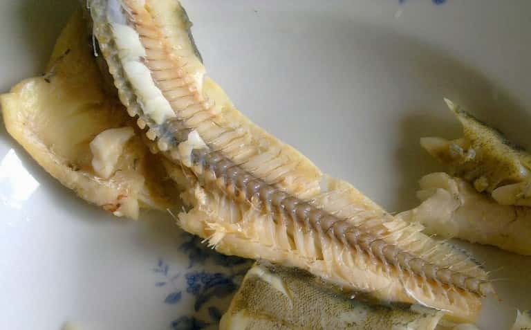 Навага что за рыба – польза и вред, рецепты, фото, отзывы