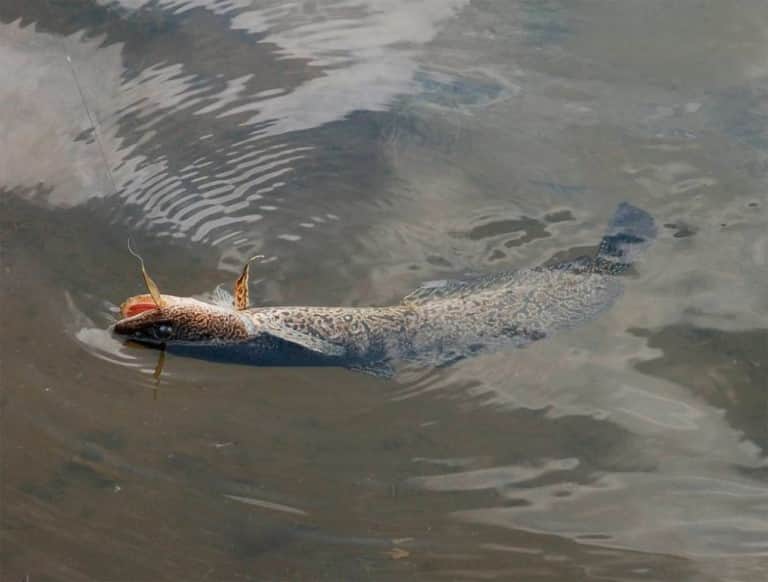 Донка на налима осенью с берега как сделать монтаж