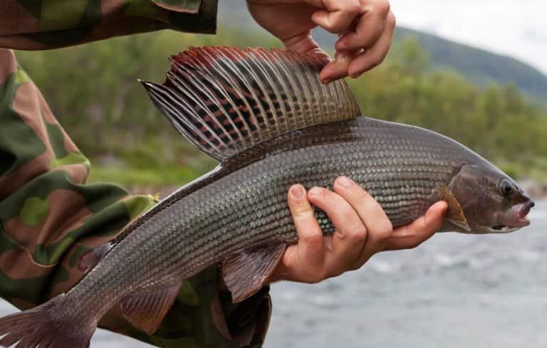 Ловля хариуса на реках - снасти летом и зимой, рыбалка на спиннинг