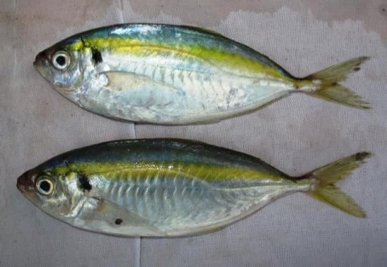 Что за рыба желтый полосатик, где водится, фото, как выглядит