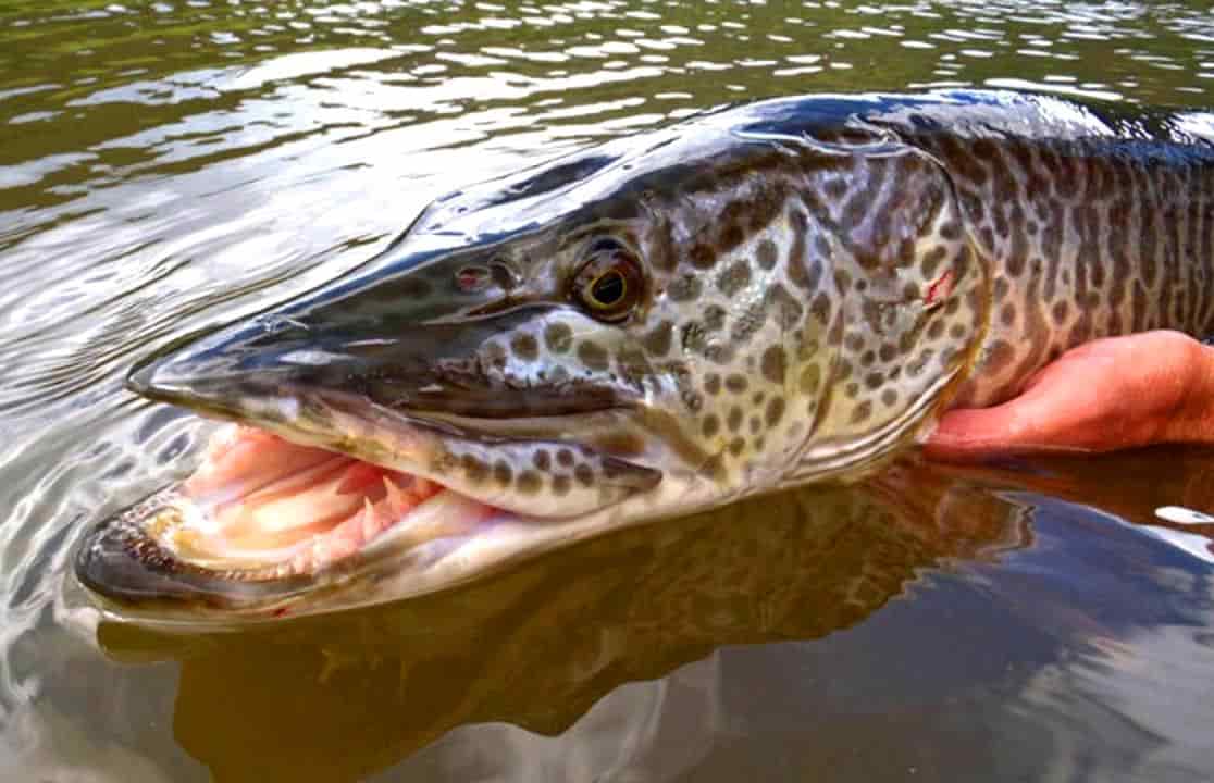 Запрет на ловлю щуки - с какого числа в областях и регионах