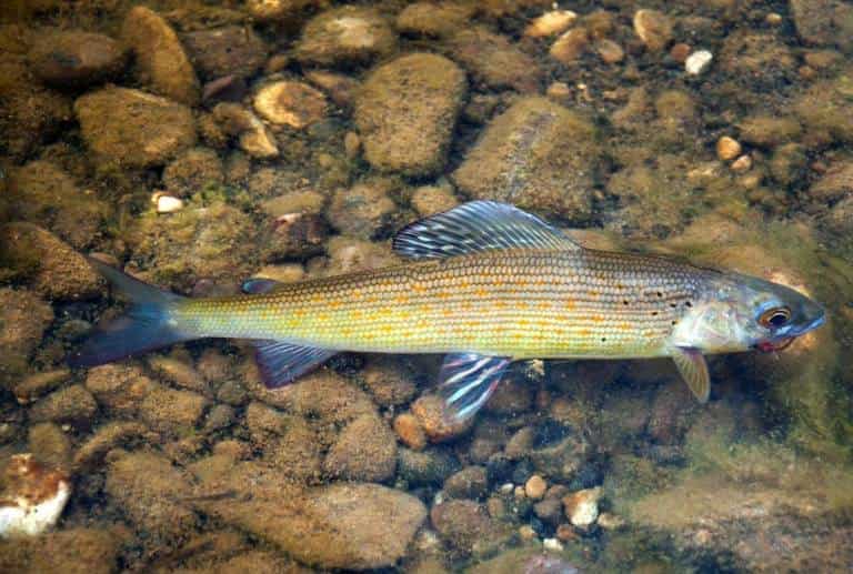 Где водится хариус в России, фото и описание рыбы