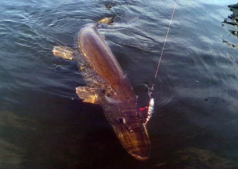 Самая большая пойманная щука в мире и в России – фото и вес