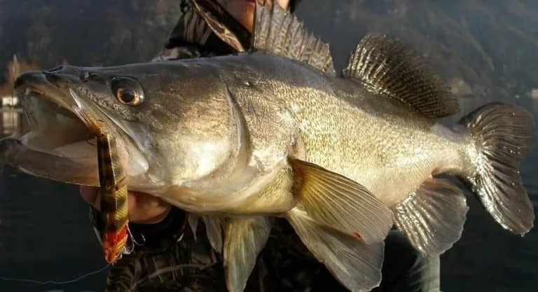 Запрет на ловлю судака по областям, в крае и Рыбинском водохранилище