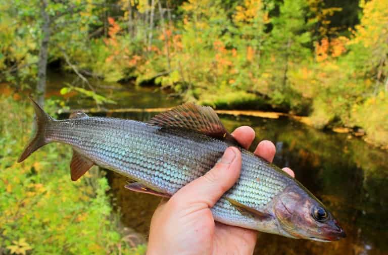 Где водится хариус в России, фото и описание рыбы