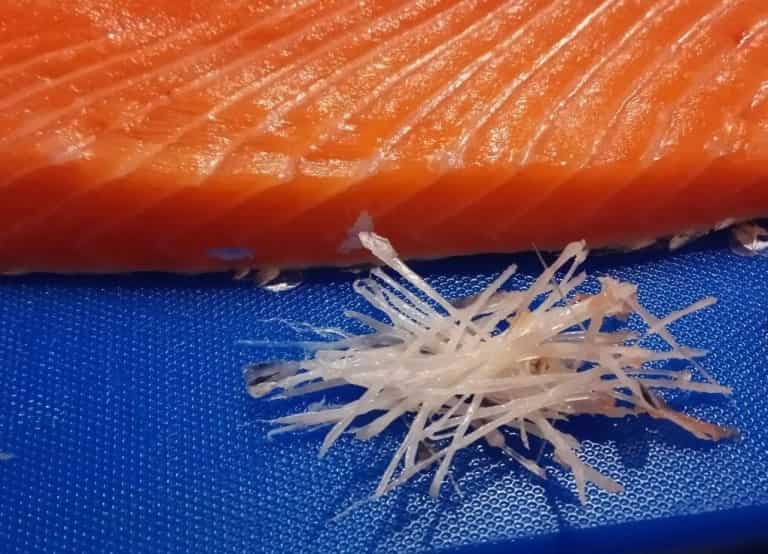 Что за рыба лосось австралийский, дикий, кахавай и мурманский