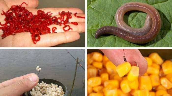 Ловля леща на течении снасти с берега и лодки