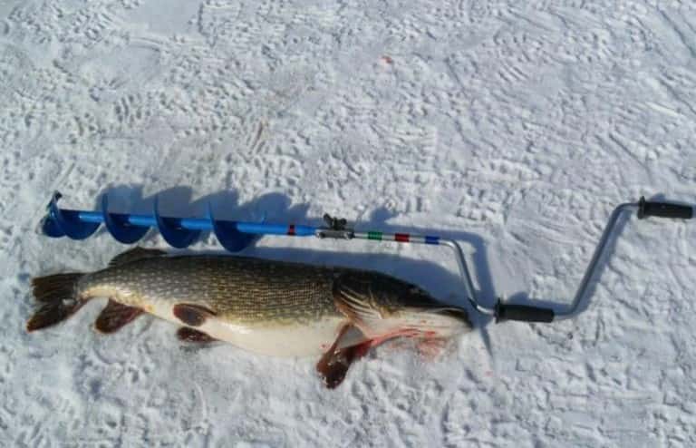 Прогноз клева рыбы в Могилеве на сегодня, завтра и неделю