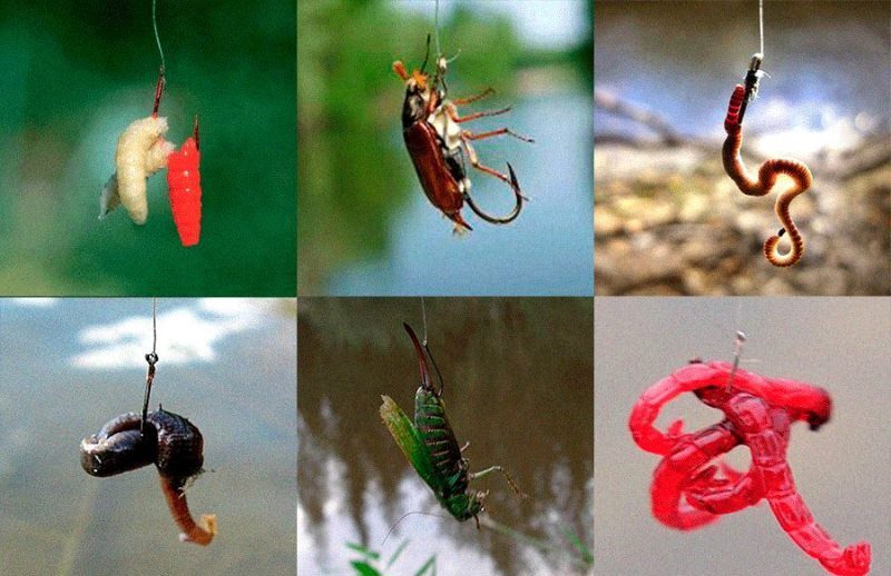 На что ловить чехонь - опарыш, оса, кузнечик, мотыль, червь.