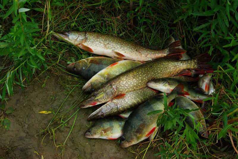 Прогноз клева рыбы в Старом Осколе на сегодня, завтра, неделю