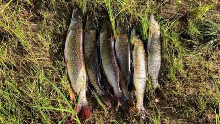 Прогноз клева рыбы в Уфе на сегодня, завтра, 3 дня, 5 дней