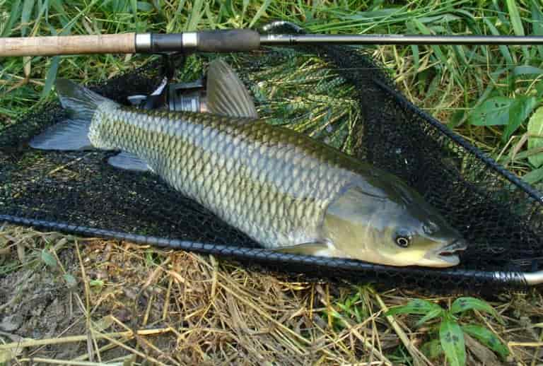 Белый амур что за рыба, фото, где водится, костлявая, польза