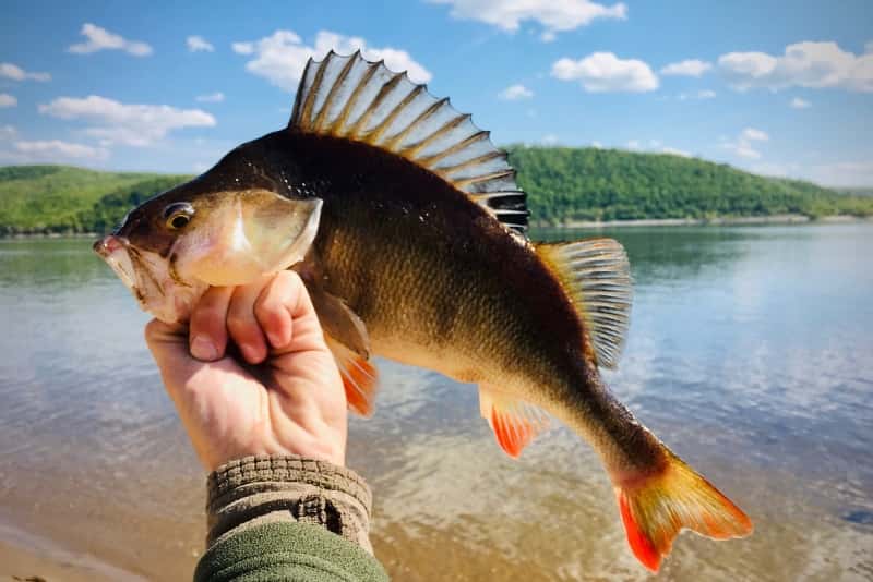 Прогноз клева в Красноярске и Красноярском крае на 5 дней, неделю